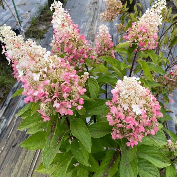 【组合】【裸根苗无花无叶】直立圆锥绣球花冠烛光彩眼花园蕾丝