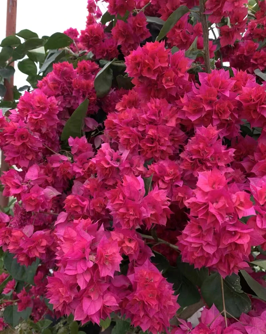 【重瓣红】三角梅四季开花颗爬藤好养勤花不带花