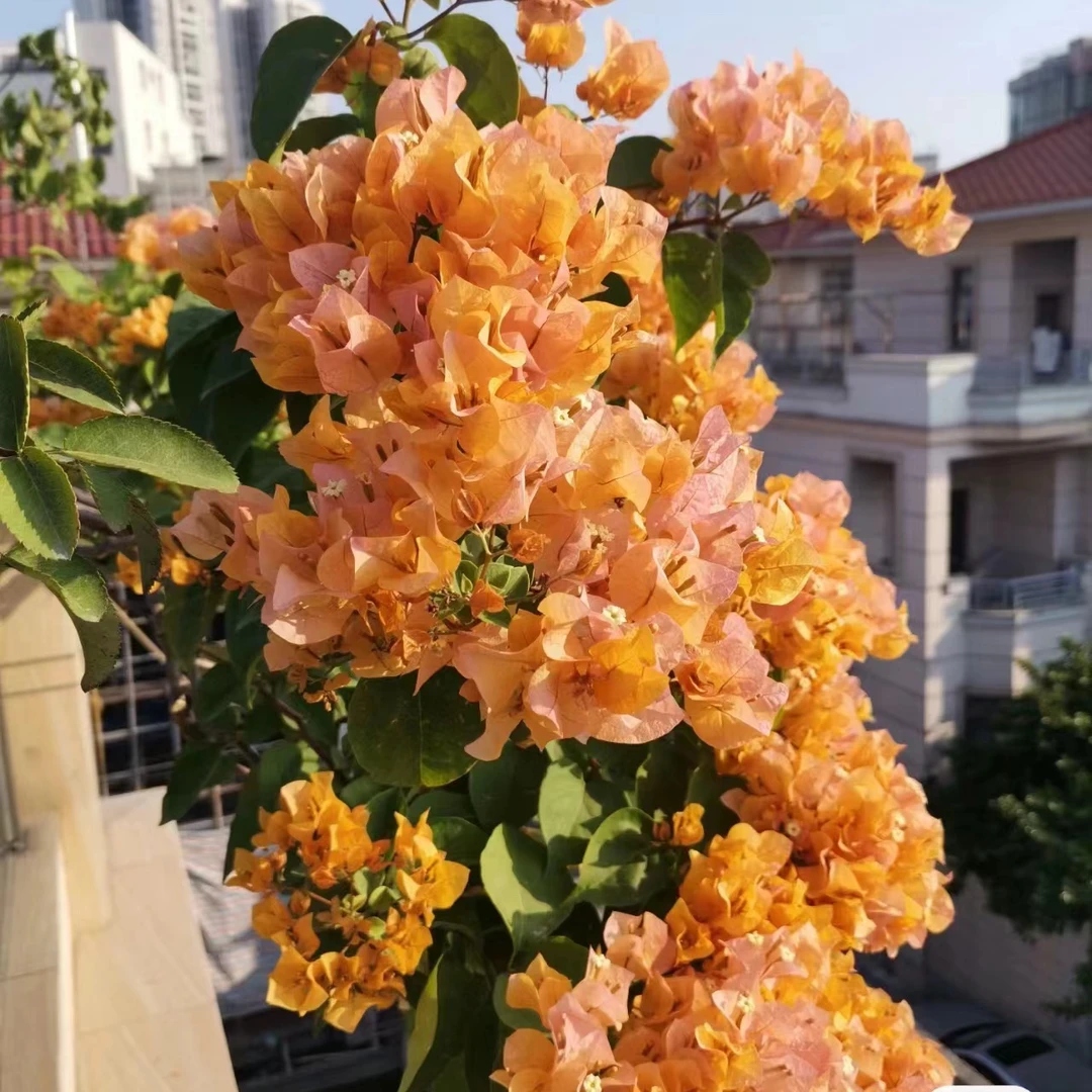 【加州黄金】三角梅四季开花颗爬藤好养不带花