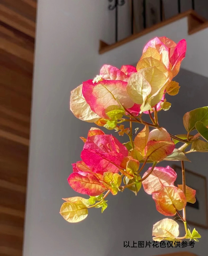 000【第二颗 减5米】【印度画报】1三角梅四季开花颗爬藤好养不带花