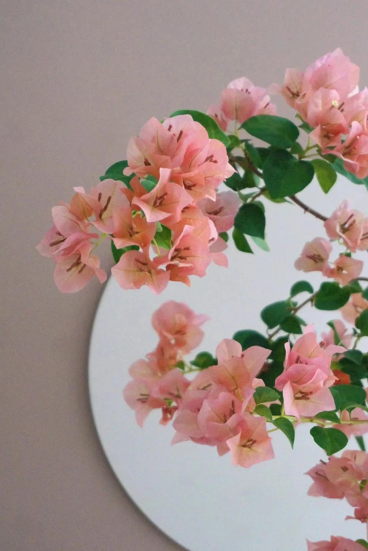 【日落】1三角梅四季开花颗爬藤好养勤花不带花