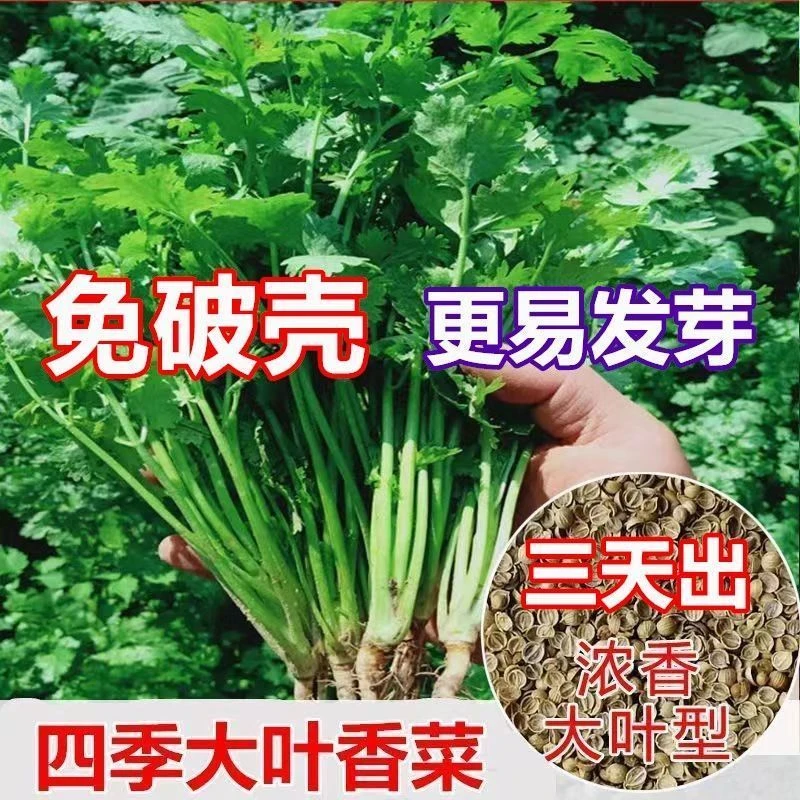 【免破壳】耐寒四季速生香菜种子三天出大叶芫荽种籽农家阳台盆栽