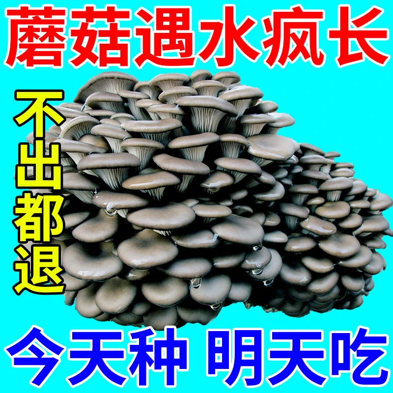 不出菇包赔家庭种植蘑菇菌包食用菌棒蘑菇种植包食用平菇菌种生长