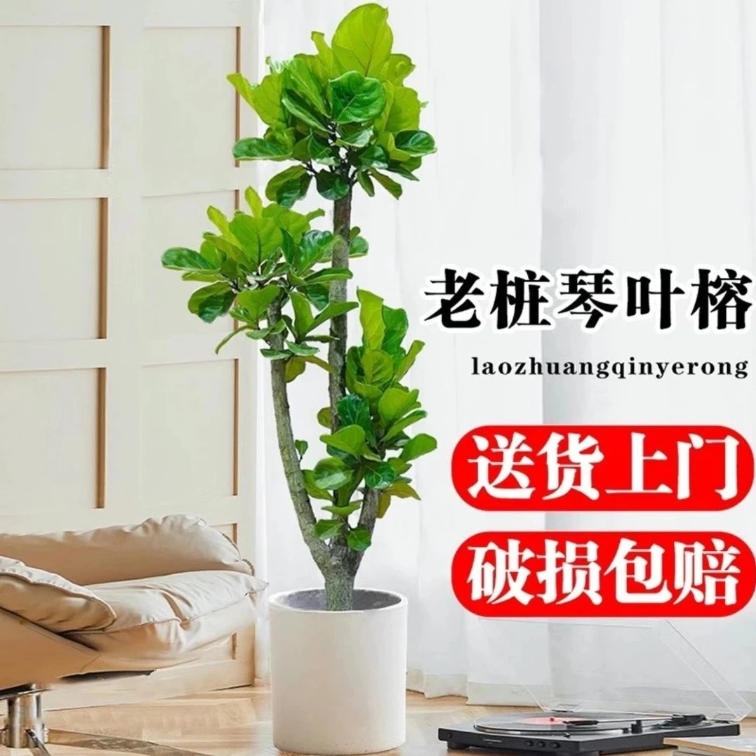 匠心缘 琴叶榕室内客厅阳台庭院办公室庭院花园