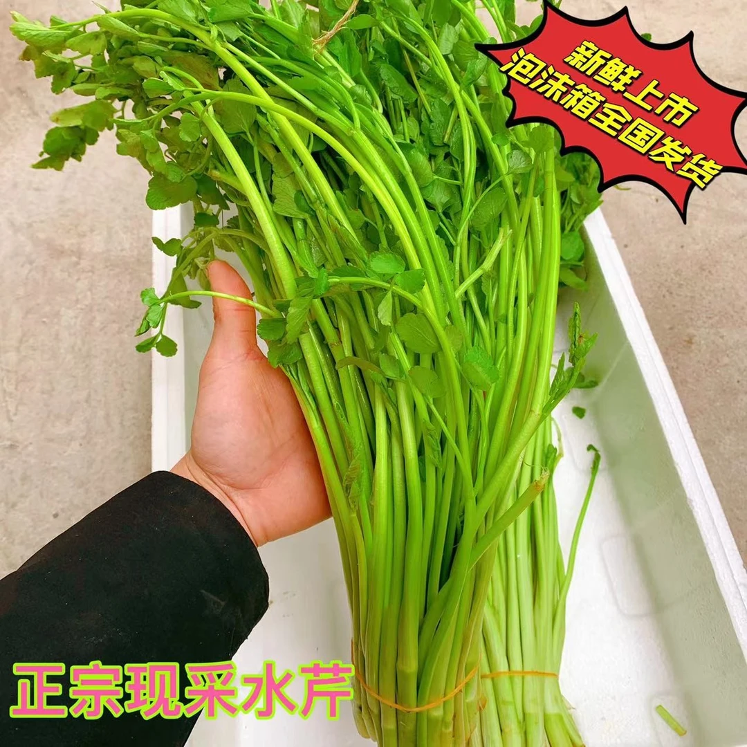 正宗无为特产水芹芽菜安徽芜湖水芹芽蔬菜新鲜当季现采批发2斤装