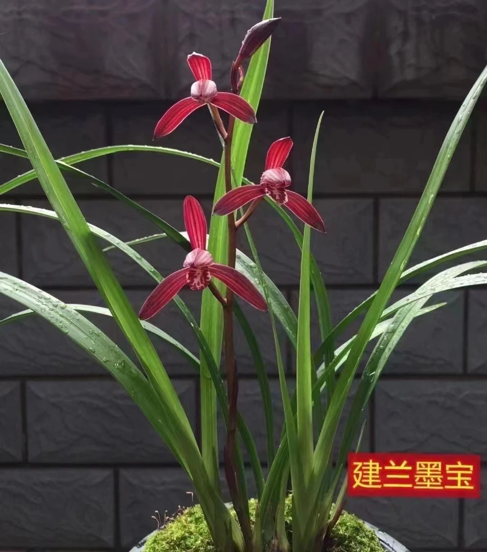 建兰 八大红花之一 墨宝 勤花 浓香 易养