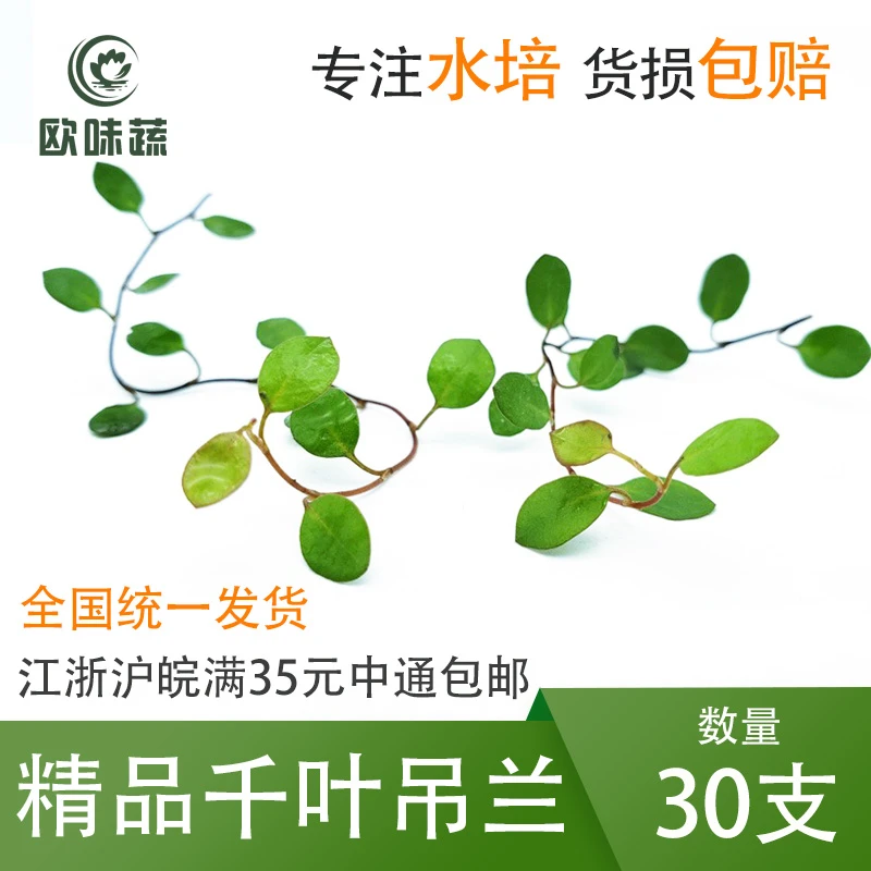 新鲜千叶吊兰 30支  酒店冷艺冷菜摆盘装饰