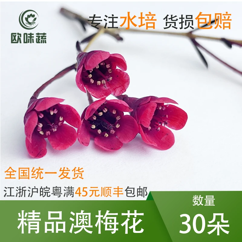 新鲜澳梅花 30朵~40朵 食用花酒店西餐摆盘蛋糕装饰