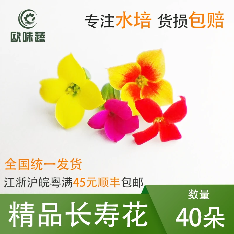 新鲜长寿花50朵 酒店西餐摆盘装饰鲜花 冷艺点缀