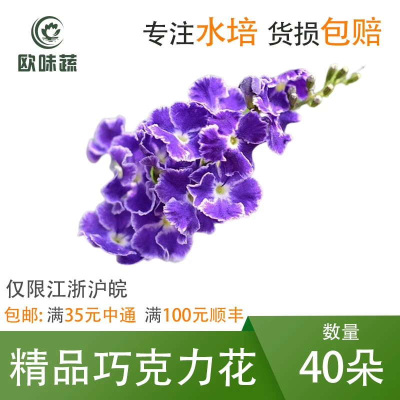 新鲜巧克力花  金露花40朵15g 花草酒店西餐摆盘装饰点缀