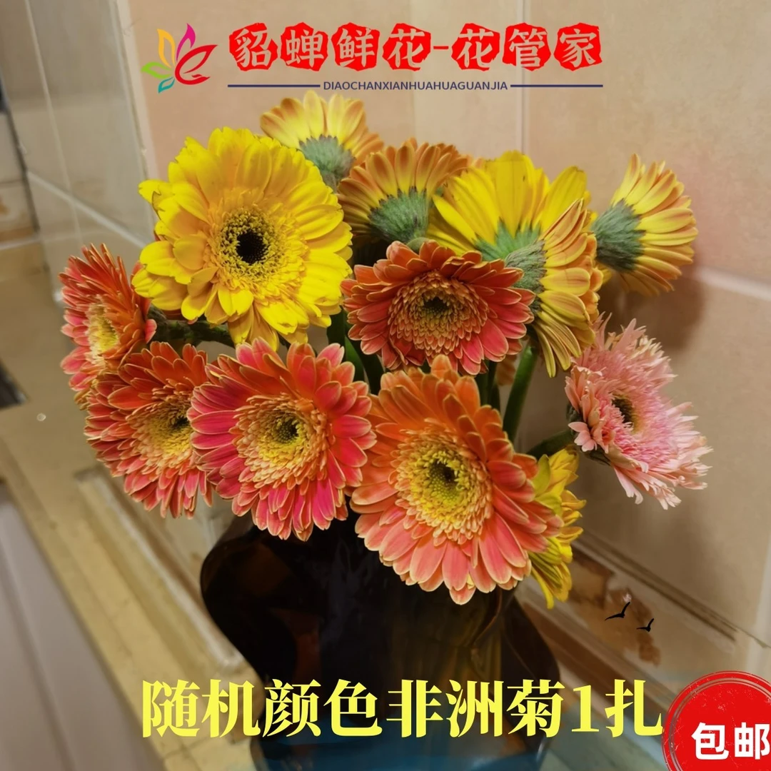 鲜花 110支不选色非洲菊