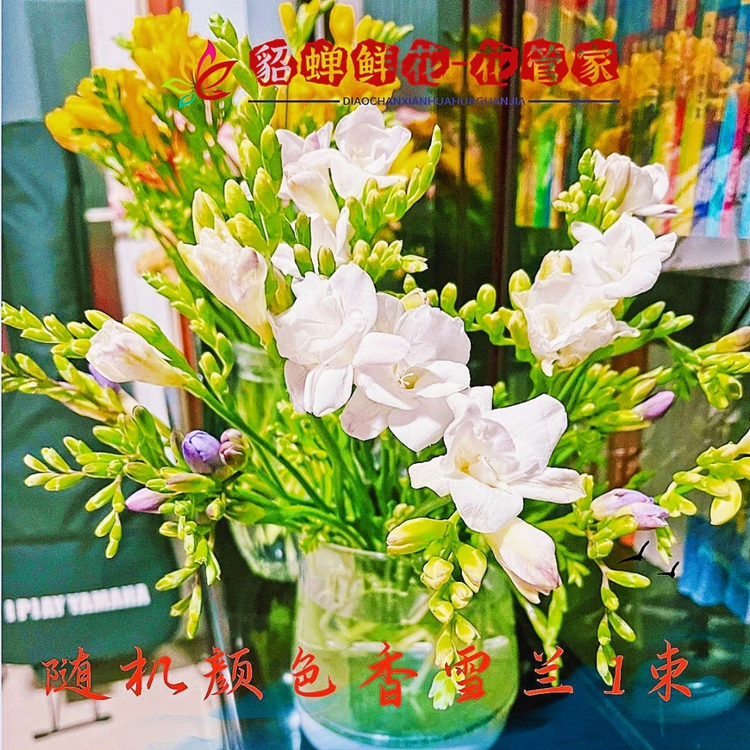 鲜花  20枝不选色香雪兰  生鲜不支持已发出退款
