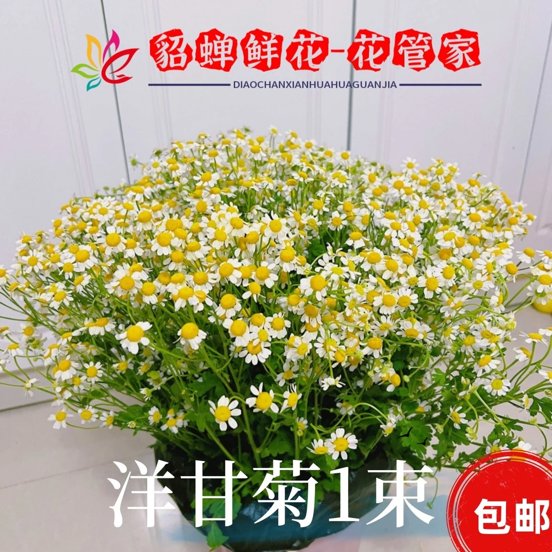鲜花   3把洋甘菊+1把防损（养护需摘除叶子）