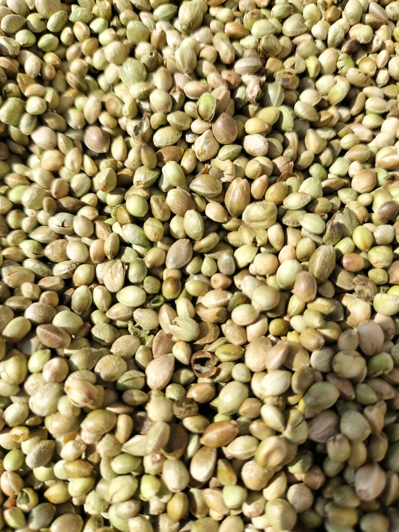 黄谷子鸟粮优质带壳小米鸟食鹦鹉玄风牡丹粮食文鸟干净黄谷子饲料