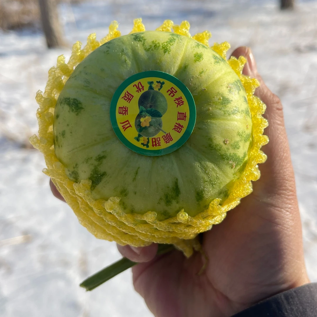盘锦碱地（绿蛤蟆香瓜） 净重5斤 顺丰包邮 优质产品