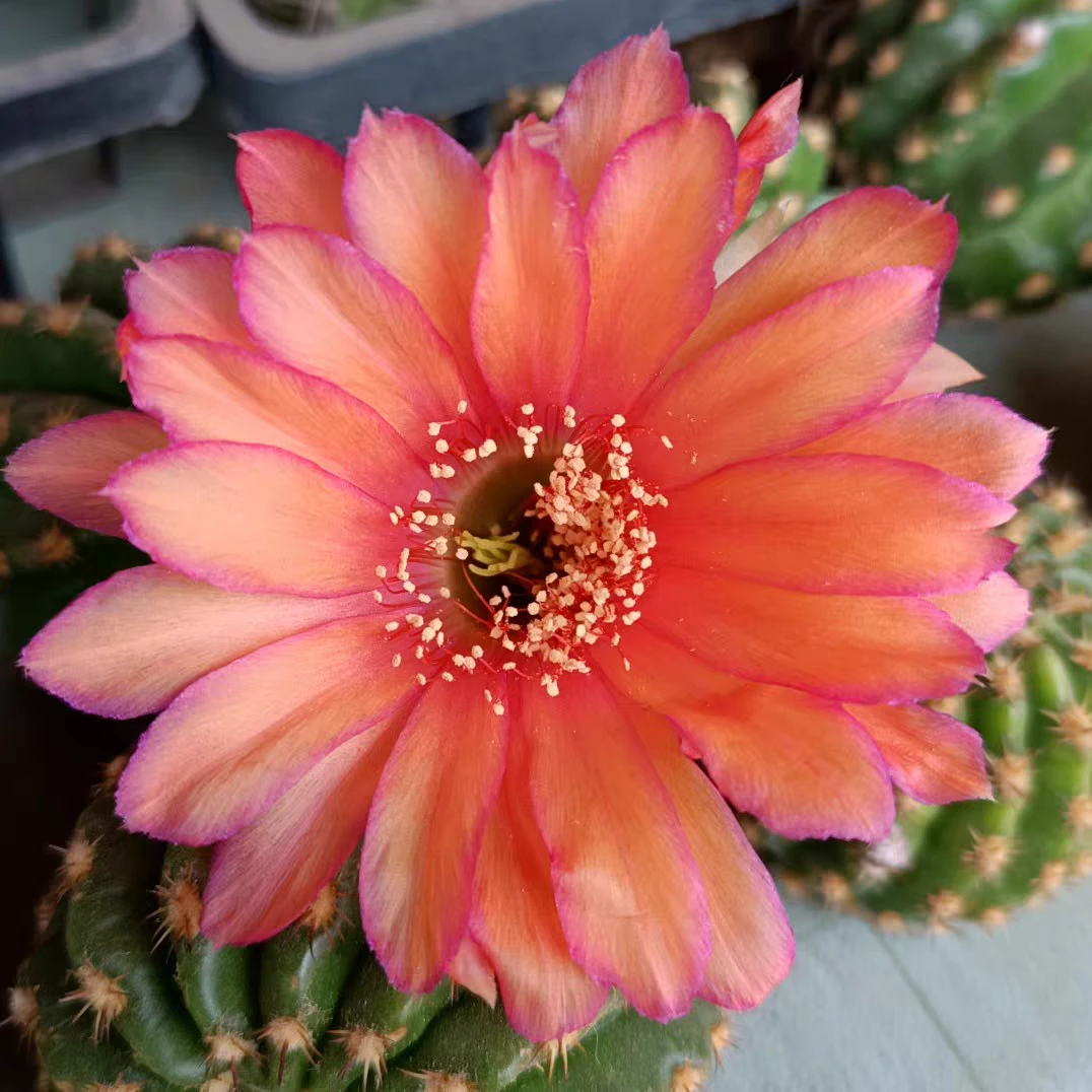 《辣舞》丽花仙人球花瓣花边有特点配色漂亮包对版多肉植物