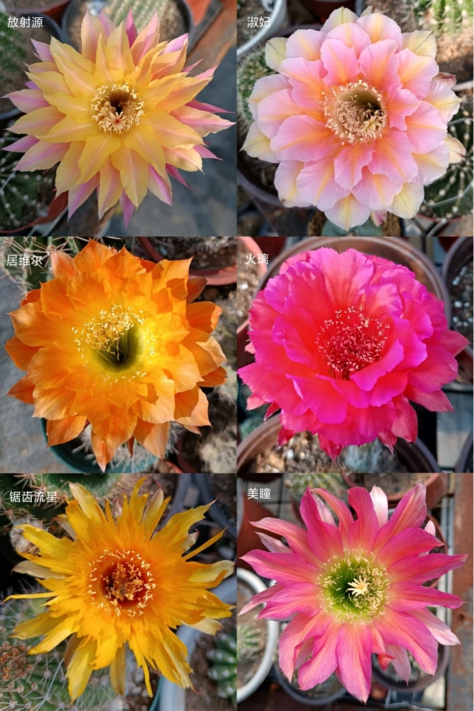 彩草仙人球套餐6个品种一组规格4-6公分侧芽包对版早花勤花好养