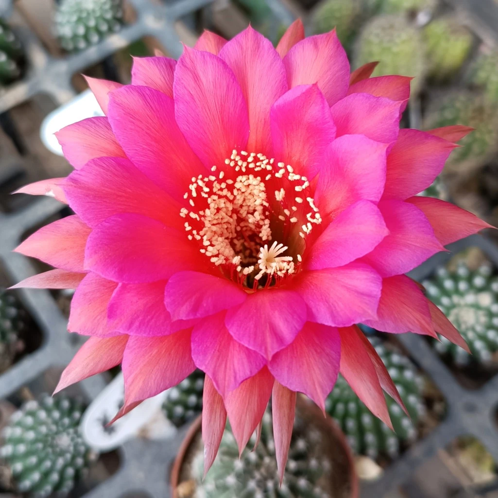 《算盘》彩草仙人球娇艳欲滴 短刺品种包对版多肉植物好养