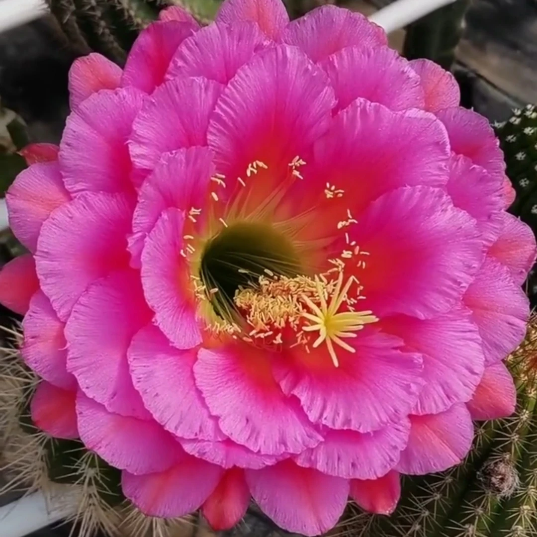 《落雁》毛花柱仙人球重瓣大花漂亮包对版多肉植物好养