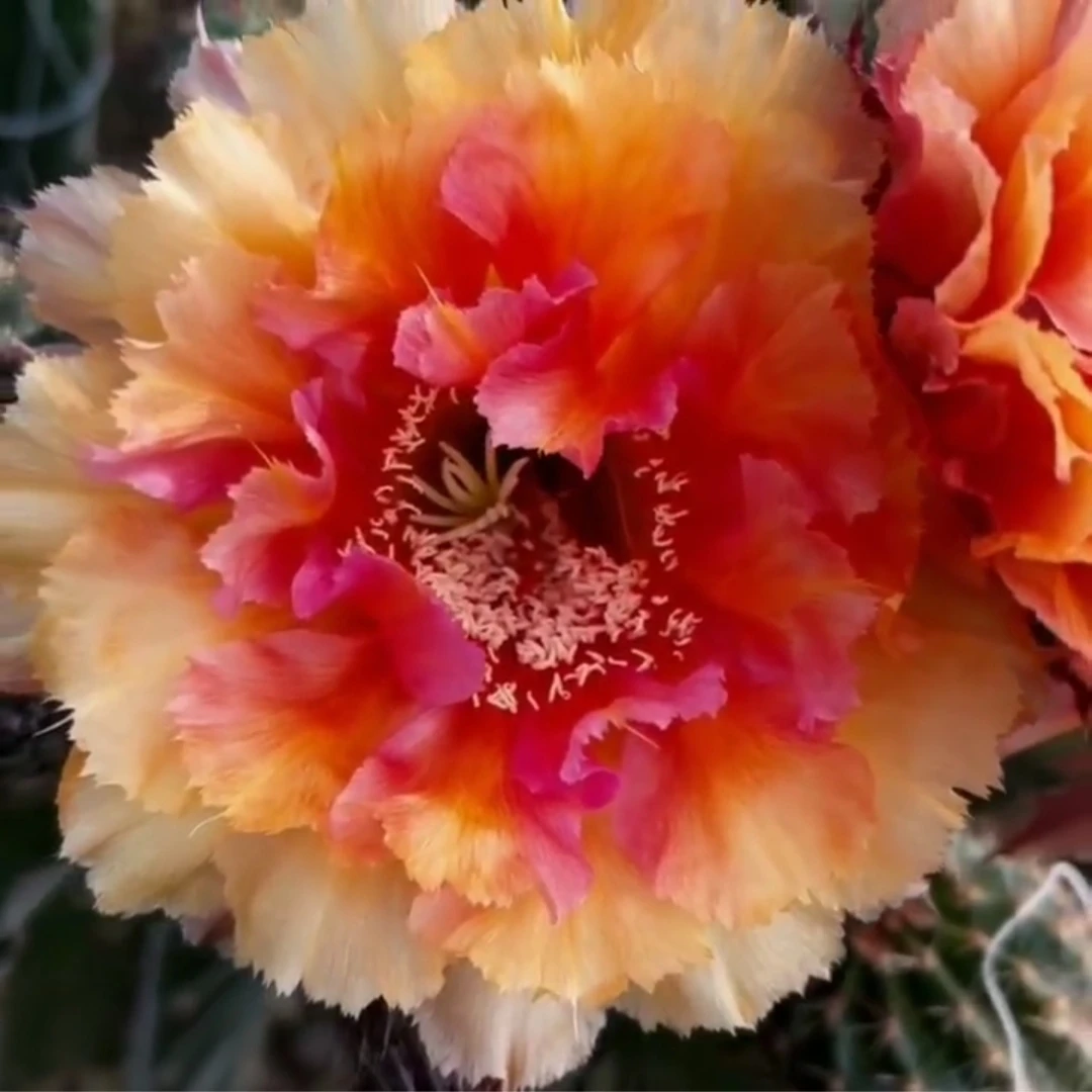 琉璃盏 九八 桃夭 G21彩草仙人球4个品种无根侧芽45包邮包对版