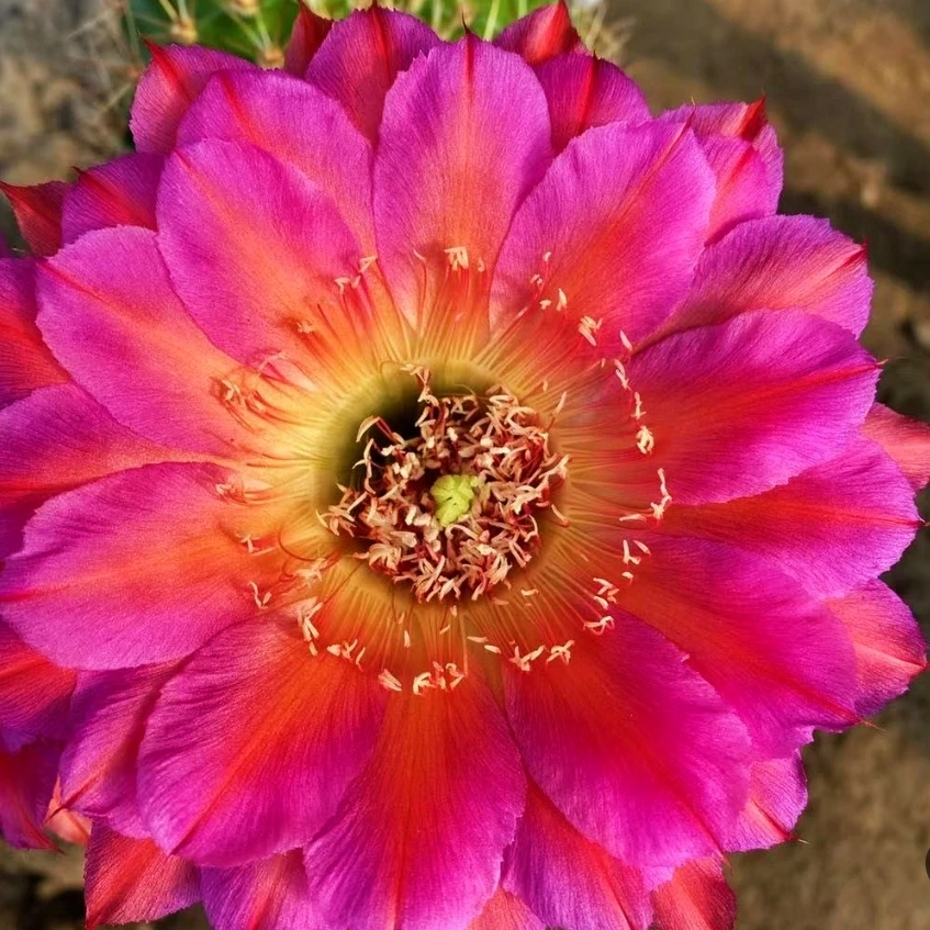 《宝莲灯》加强版彩草《莲花灯》仙人球包对版多肉植物好养阳台