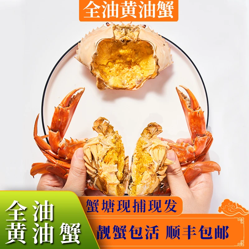 【全油黄油蟹】正宗鲜活头手黄油蟹广东源头蟹塘直发包活黑标等级