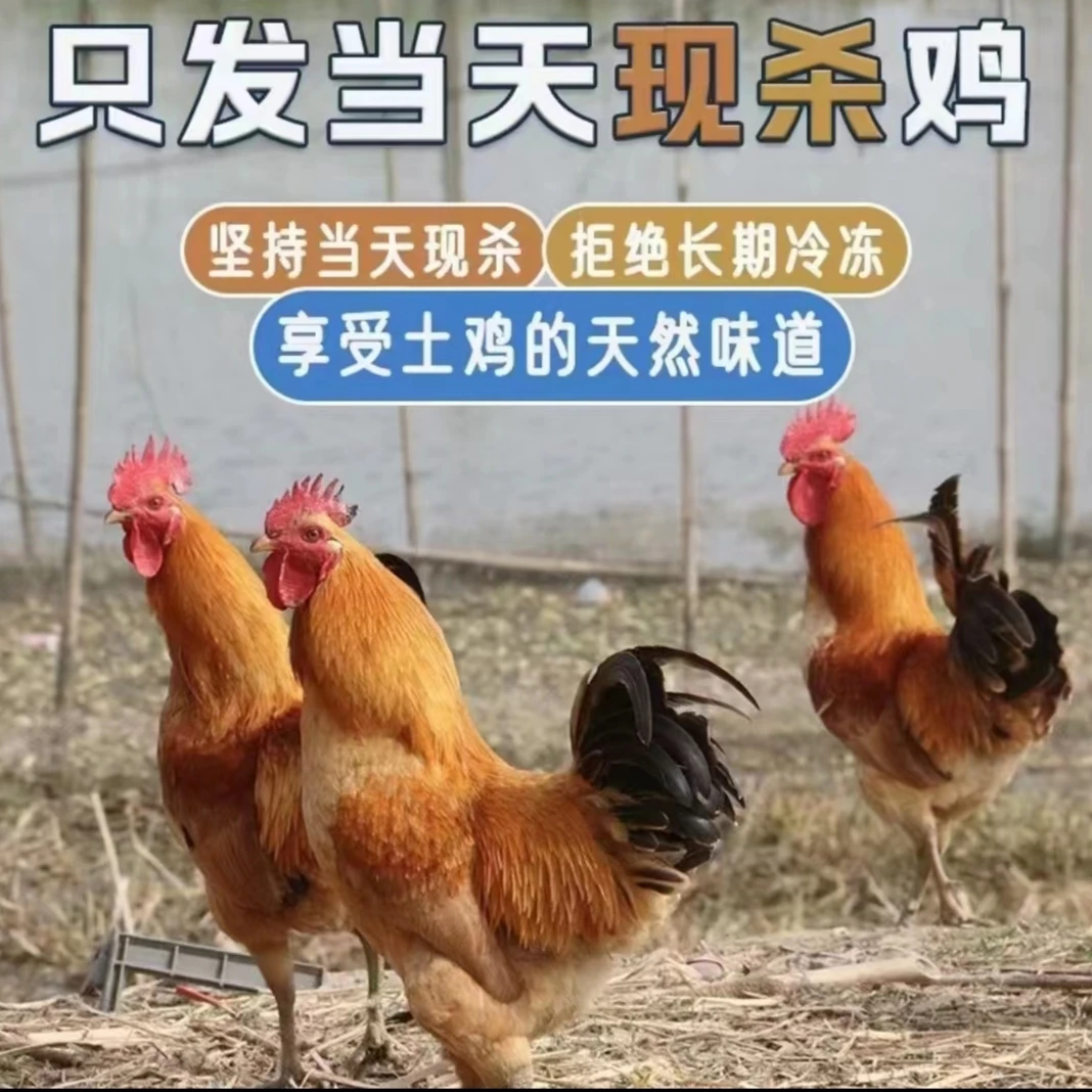 散养大公鸡两只净重八斤以上送鸡胗鸡心