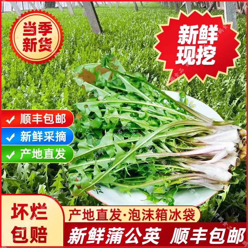 《顺丰隔日达新鲜送到家》新鲜当季蒲公英婆婆丁黄花菜现挖现发