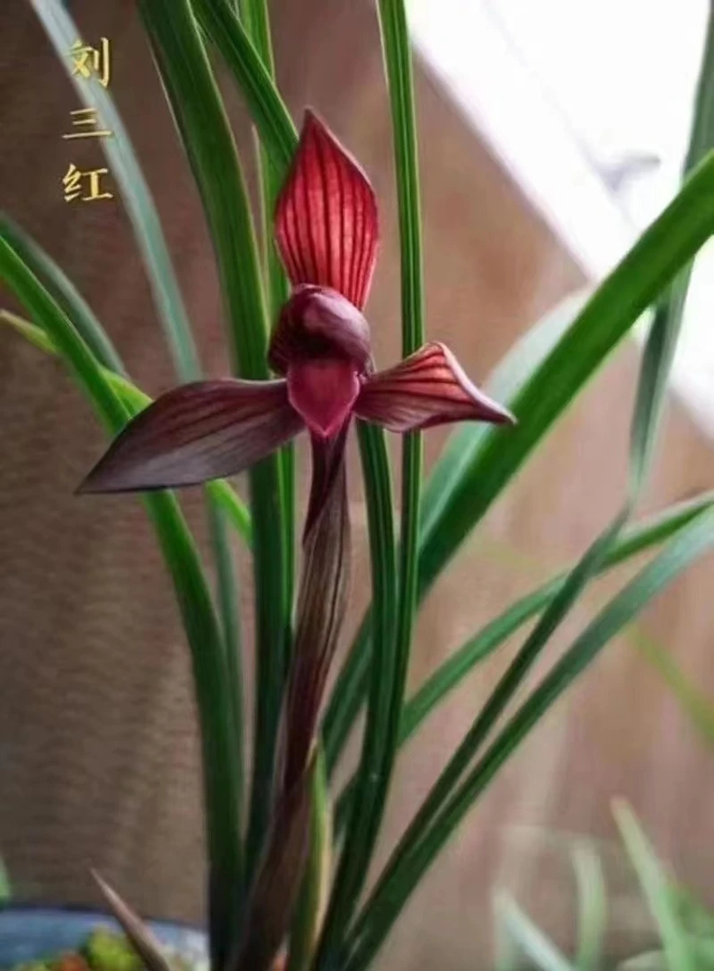 红花春兰，浓香多花兰。