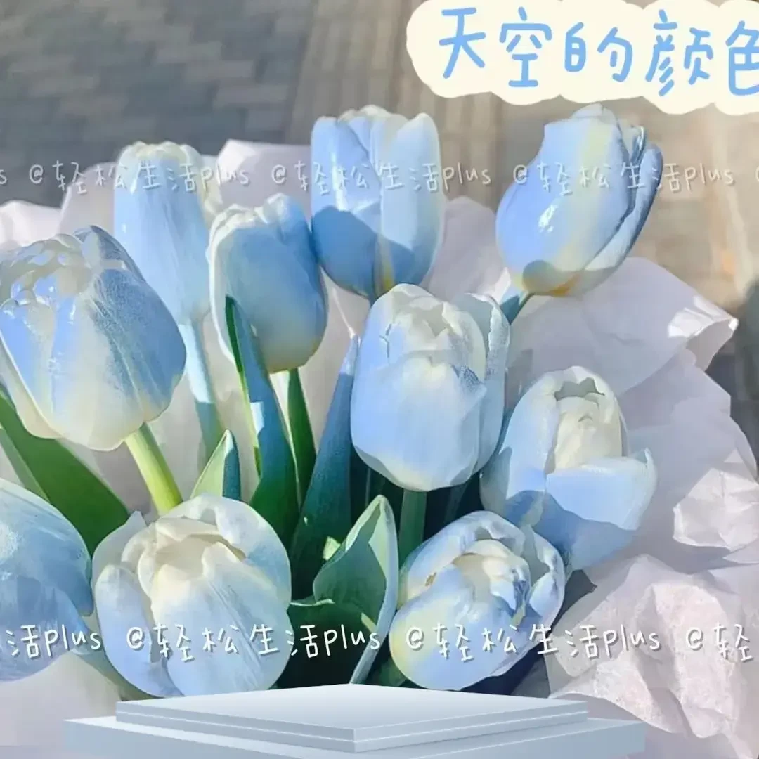 荷兰正品进口大球郁金香水培种球花种子秋冬季耐寒庭院室外室内花