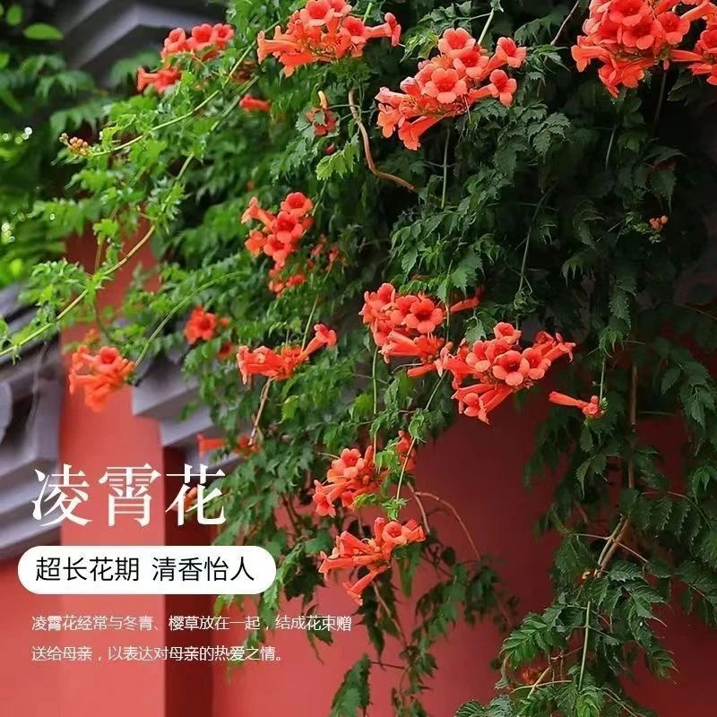 凌霄花苗爬藤植物庭院四季种植阳台盆栽美国凌霄大苗老桩耐寒花卉