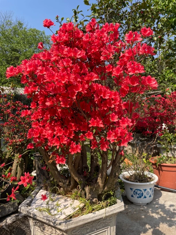 各种绿植盆景素材，一物一拍。