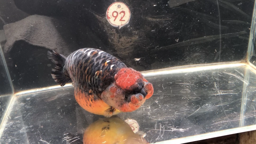 兰寿金鱼，16公分，具体以照片为准