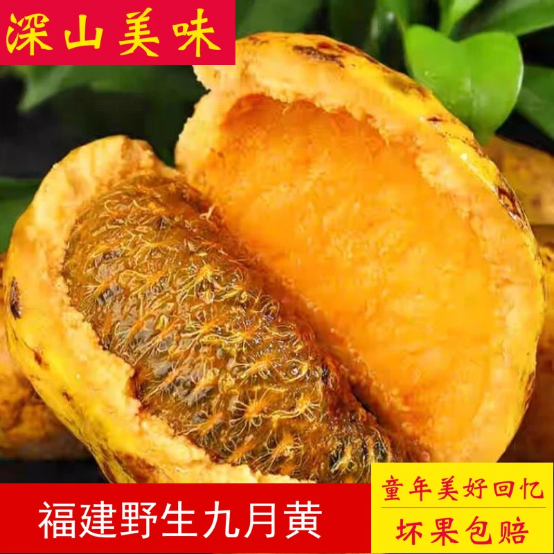 【5斤特大果】九月黄野果5斤新鲜拿藤包九月瓜木通果八月瓜罕见水果