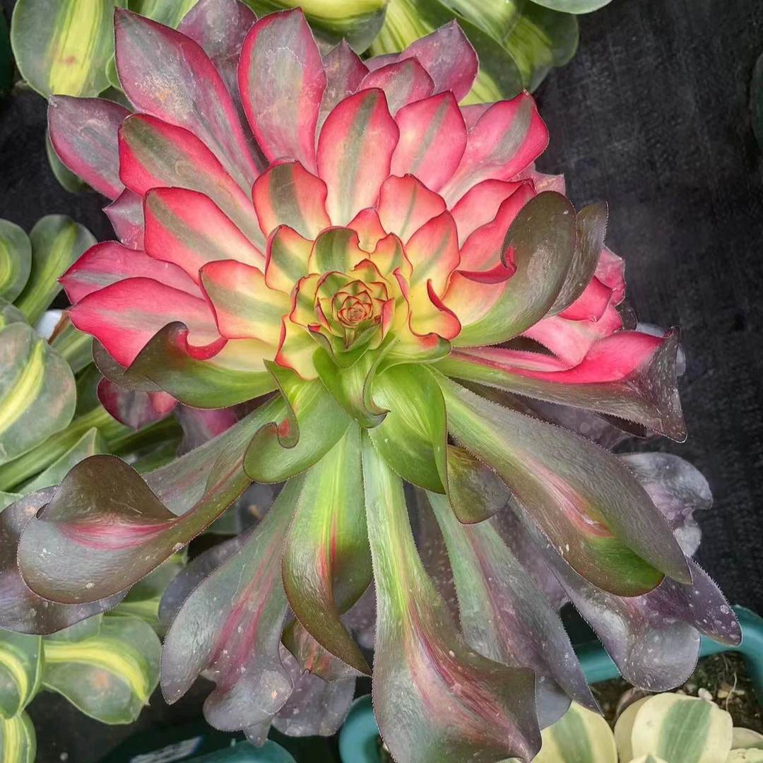 云南哪吒法师锦多肉植物一物一拍基地直发净化空气