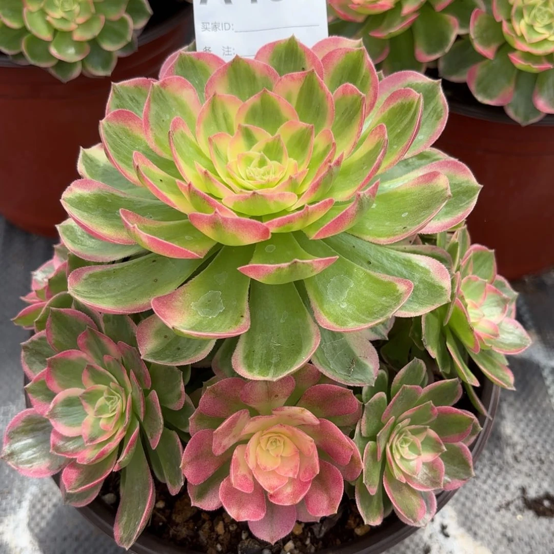 467多肉植物,,,,,