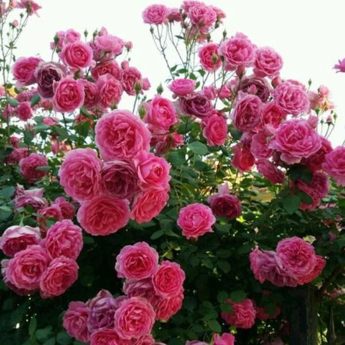 安吉拉藤本月季花苗庭院阳台攀援月季花卉盆栽爬墙花卉月季花直播