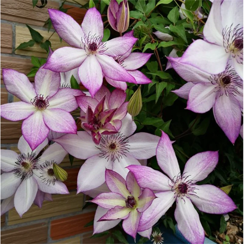 21口径F系三类铁线莲大花丰华庭院阳台盆栽爬藤花卉绿植当年开花