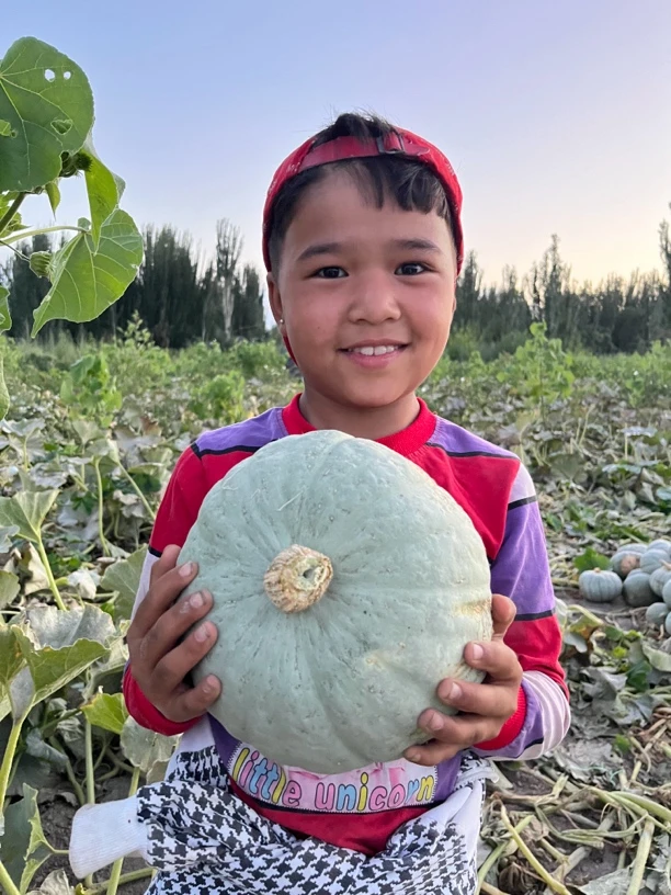 【新疆直发】新疆银板栗南瓜粉面干香板栗味包邮整箱