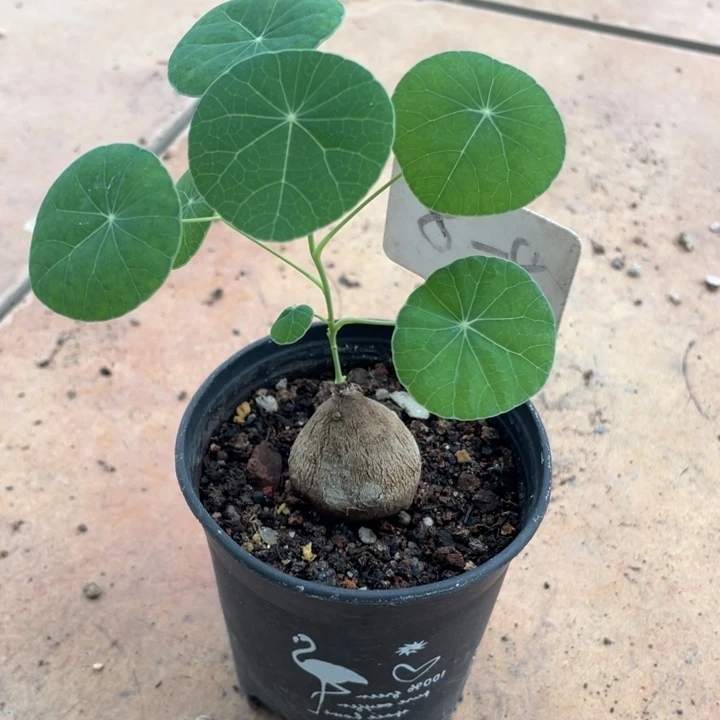 素可泰块根植物植物