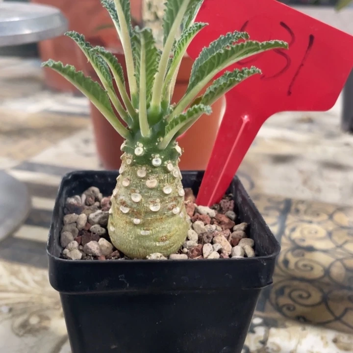 椰子流桑一物一拍