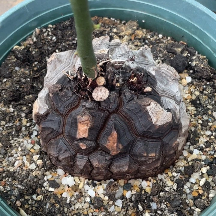 黑皮龟甲龙一物一拍