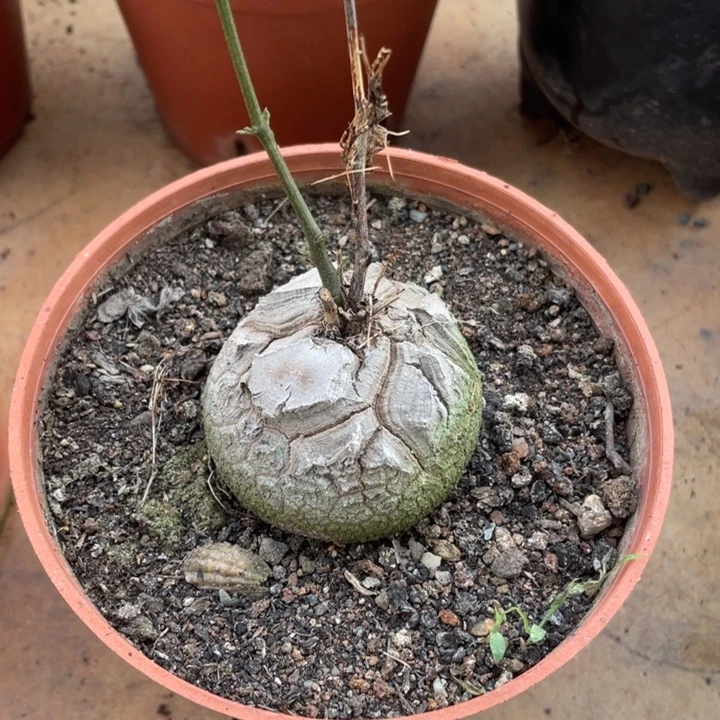 定盆定养龟甲龙植物