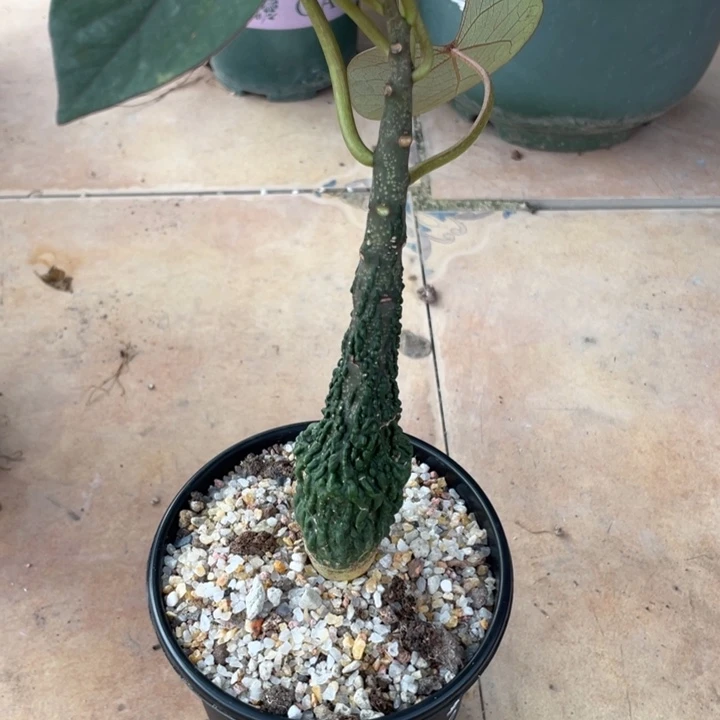 红叶西番莲块根植物