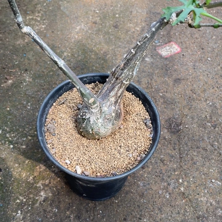 枫叶苦瓜块根植物