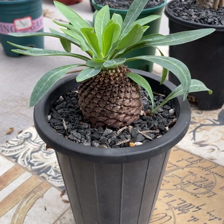 铁甲丸块根植物植物