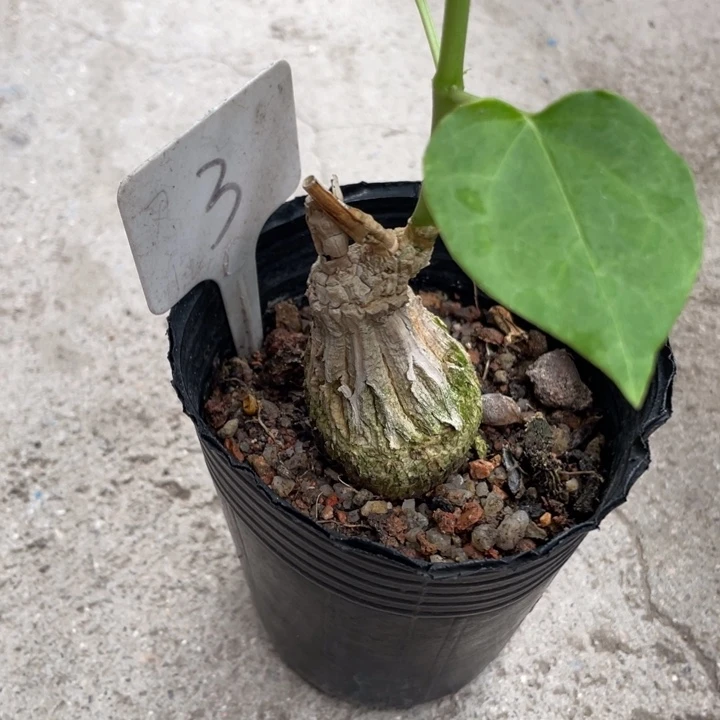 龟甲罗摩块根植物