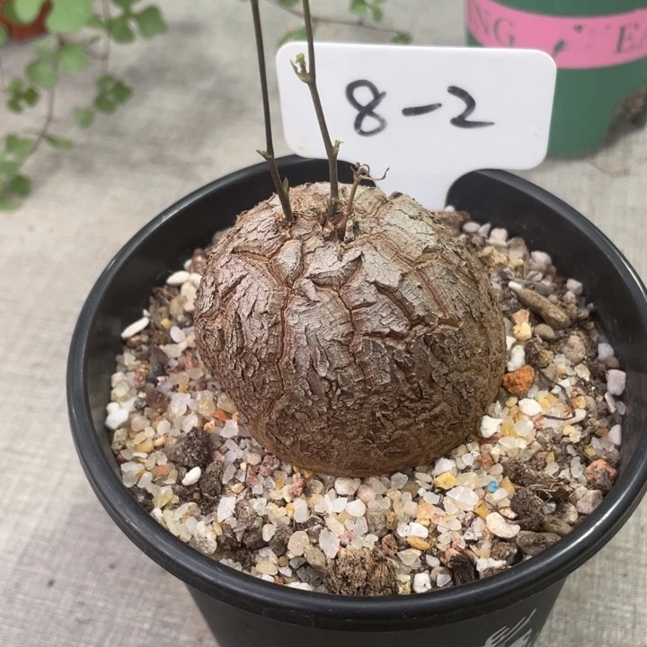 定盆定养龟甲龙植物