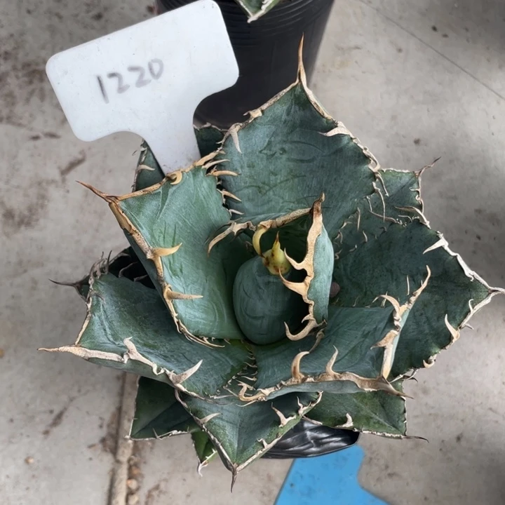 正版白鲸龙舌兰植物