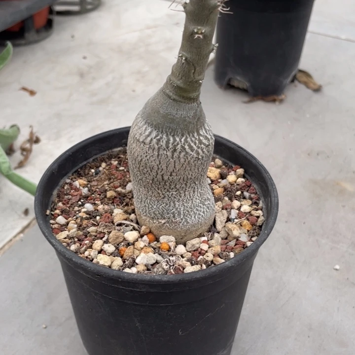 天马空块根植物植物